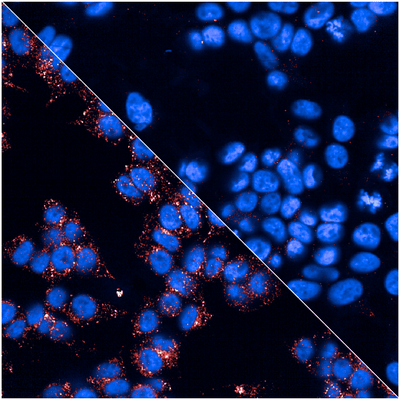 PhenoVue anti-LAMP1 antibody