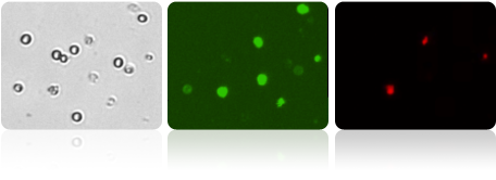 Bright Field and Fluorescent Cell Images