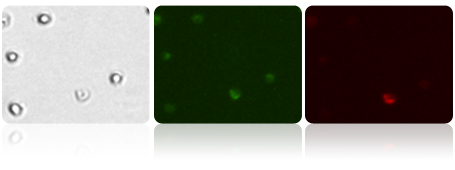 Bright field, Mito Green and Mito Red images of Treated Jurkat cells