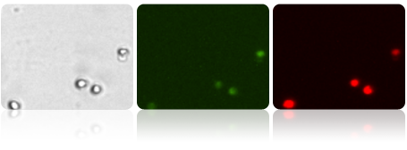 Brightfield, Mito Green and Mito Red images of Healthy Jurkat cells