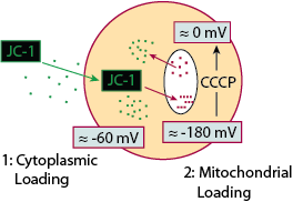 JC-1 Mode of Action as a Membrane Potential Dye