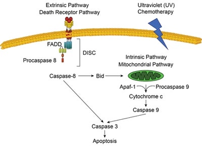 Extrinsic and Intrinsic Apoptosis Pathways