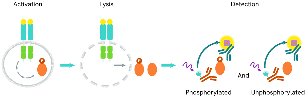 HTRF Human Full Length Androgen Receptor assay principle