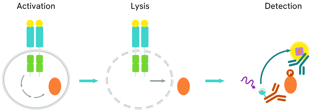 Principle of the HTRF Androgen receptor variant 7 ARV7 