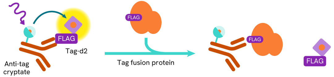 Principle of the HTRF Flag Check kit assay