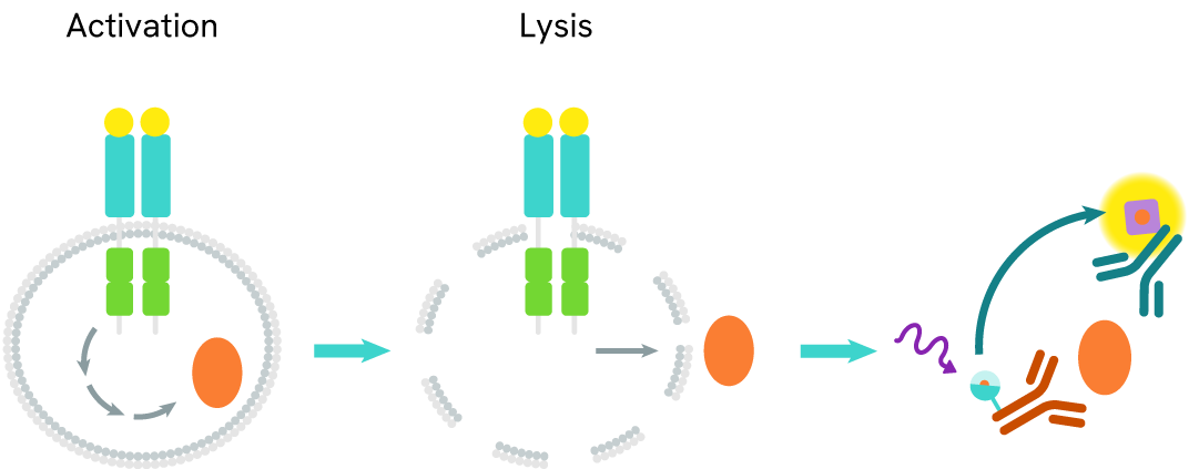 Principle of the HTRF LC3B II assay