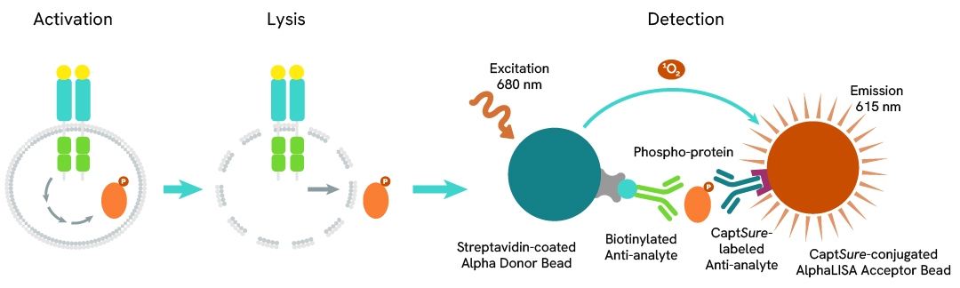 Assay Principle Phospho AlphaLISA SureFire Ultra