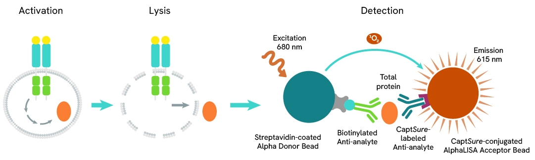 Assay Principle Total AlphaLISA SureFire Ultra