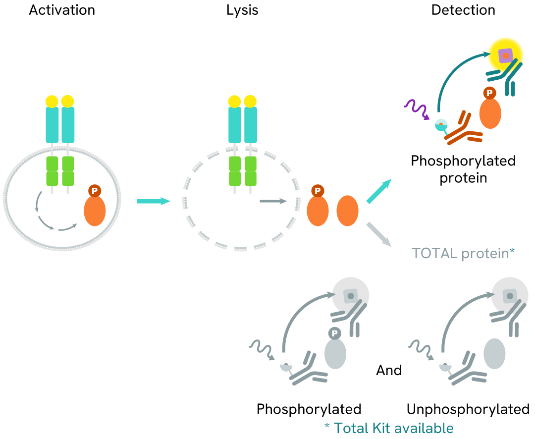 assay principle phospho-S126 cyclin B1