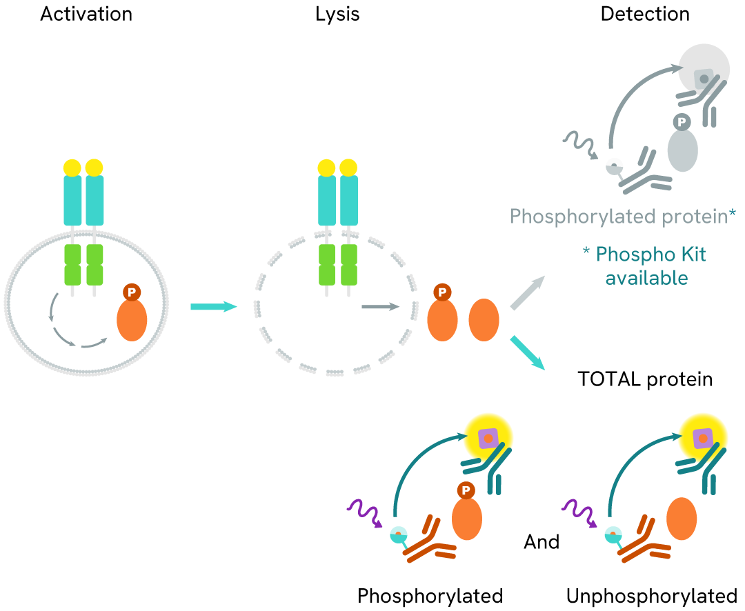 HTRF Human Total VAV1 assay principle