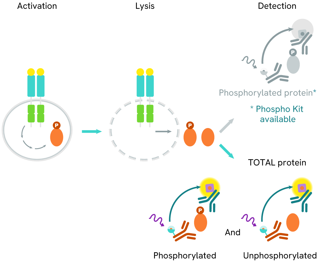 assay principle total with phospho