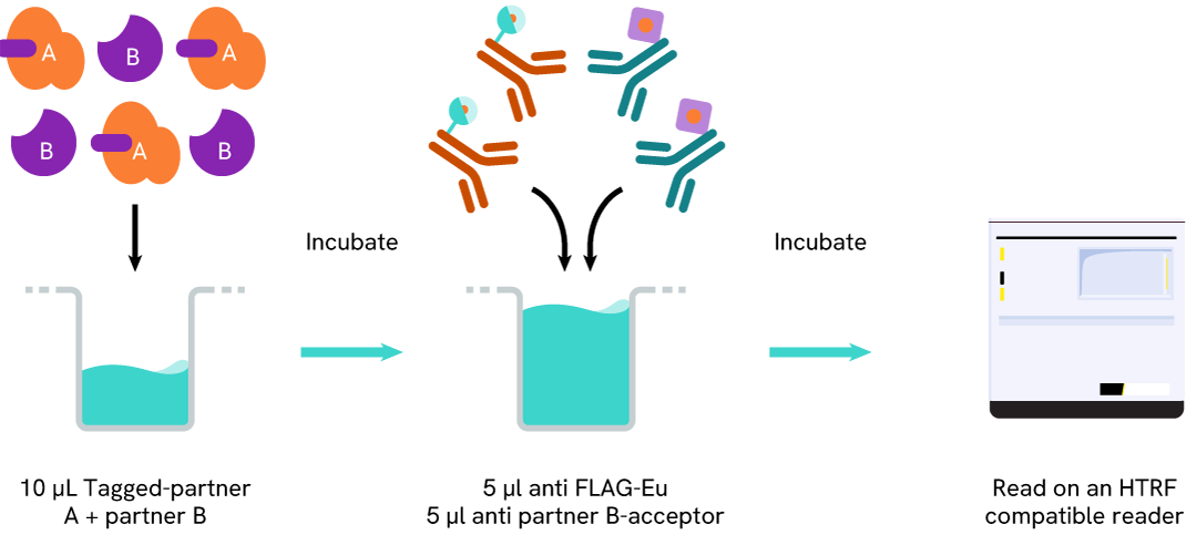 Assay protocol of the HTRF Anti FLAG-Eu assay