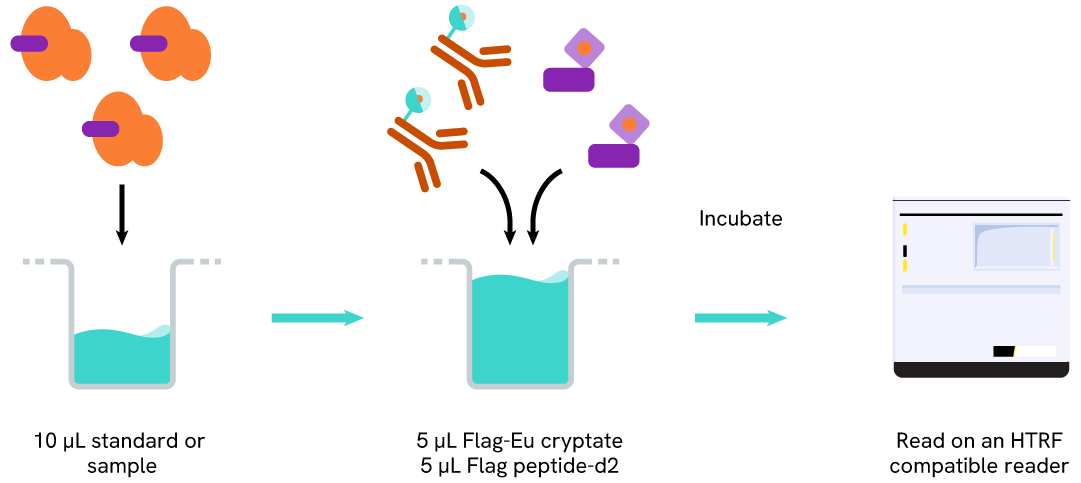 Assay protocol of the HTRF Flag check kit assay