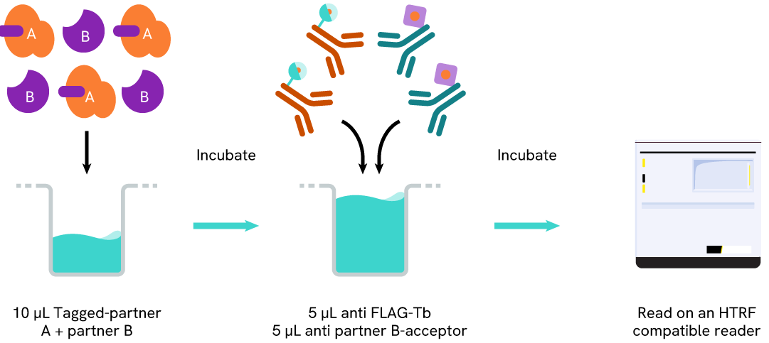 Assay protocol of the HTRF Anti FLAG-Tb assay