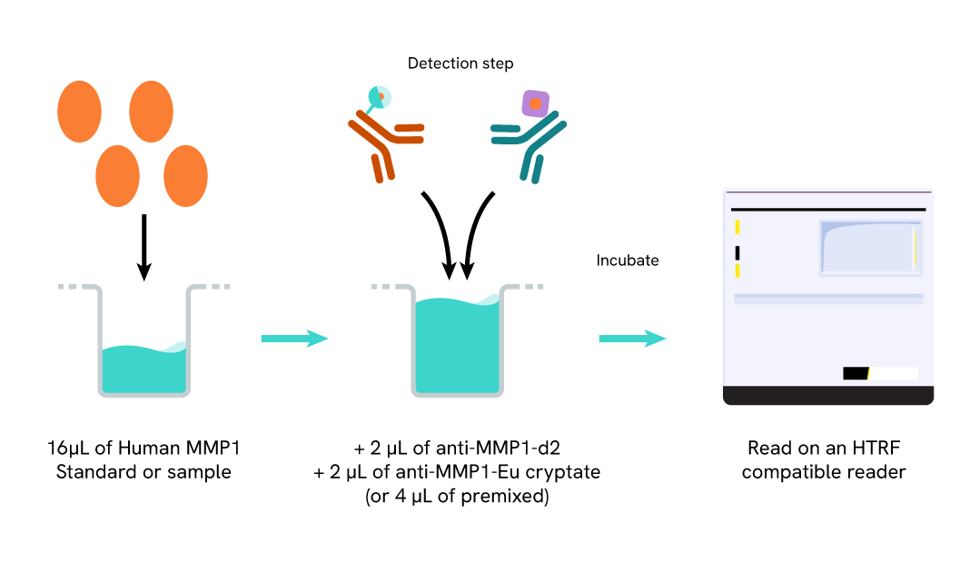 Protocol of the HTRF Human MMP1 assay