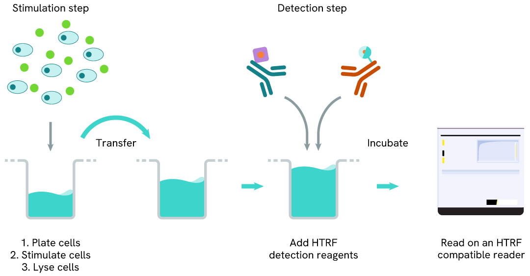 Two-plate protocol of the HTRF Total DDR1 assay