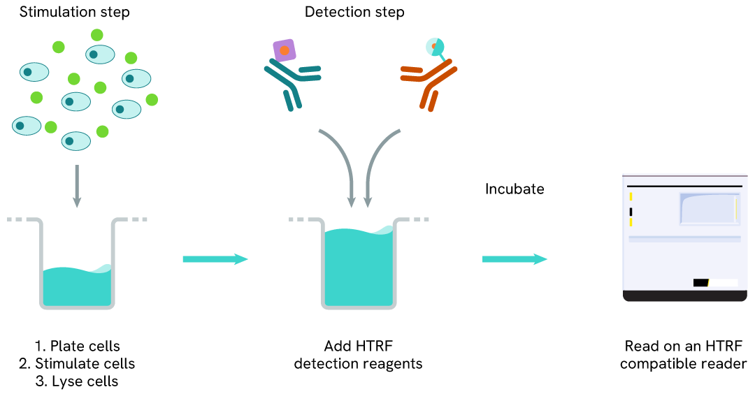 One-plate protocol of the HTRF LC3B II assay