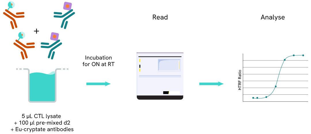 Principle of the HTRF Beta-Arrestin2 Recruitment assay 