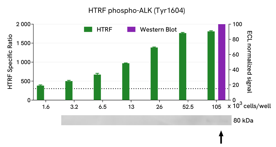 HTRF Phospho Y1604 ALK assay compared to Western Blot