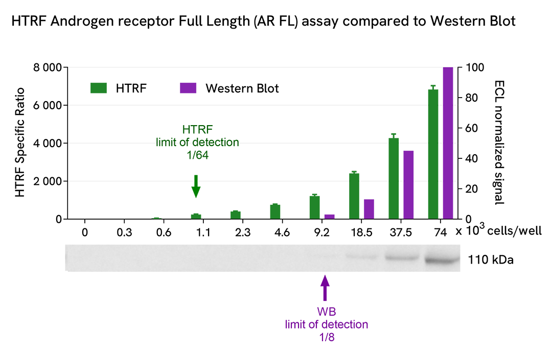 HTRF Full Length Androgen Receptor assay compared to Western Blot