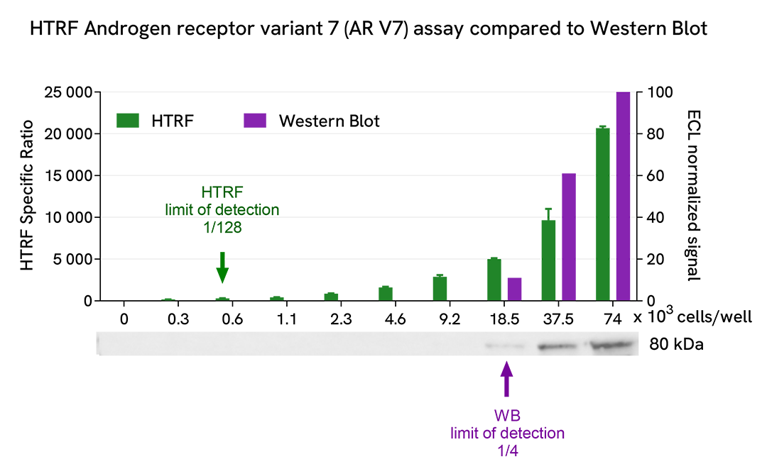 Comparison between HTRF and WB sensitivity on Androgen receptor variant 7 ARV7