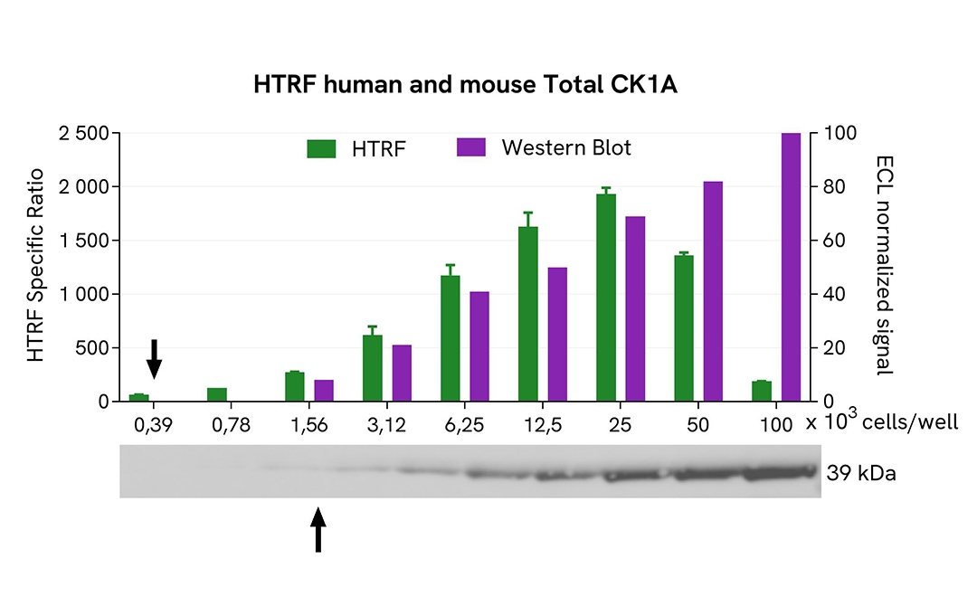 assay validation WB CK1A total