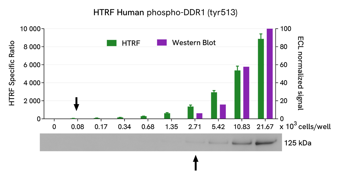 Comparison between HTRF and WB sensitivity on DDR1 Phospho-Y513