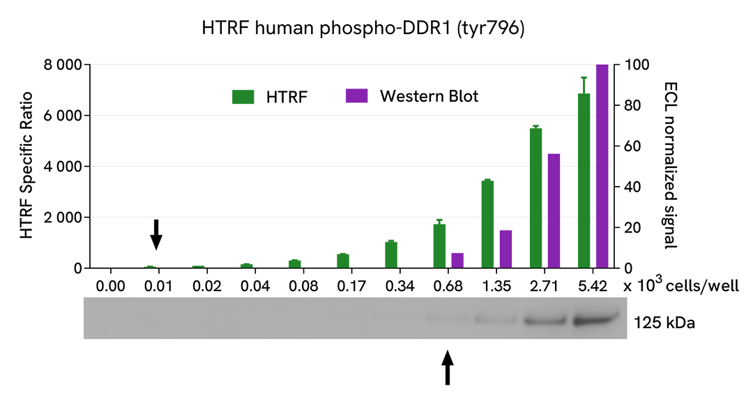 Comparison between HTRF and WB sensitivity on DDR1 Phospho-Y796