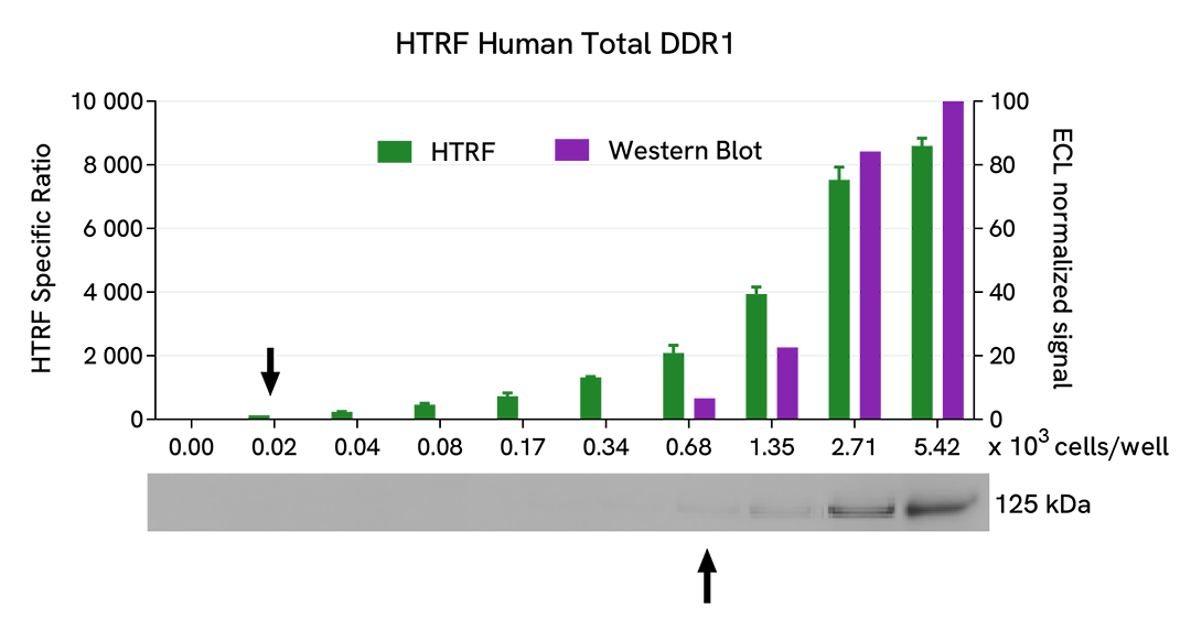 Comparison between HTRF and WB sensitivity on Total DDR1