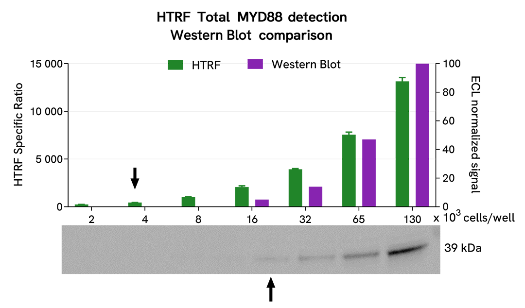 HTRF Total MYD88 assay compared to Western Blot