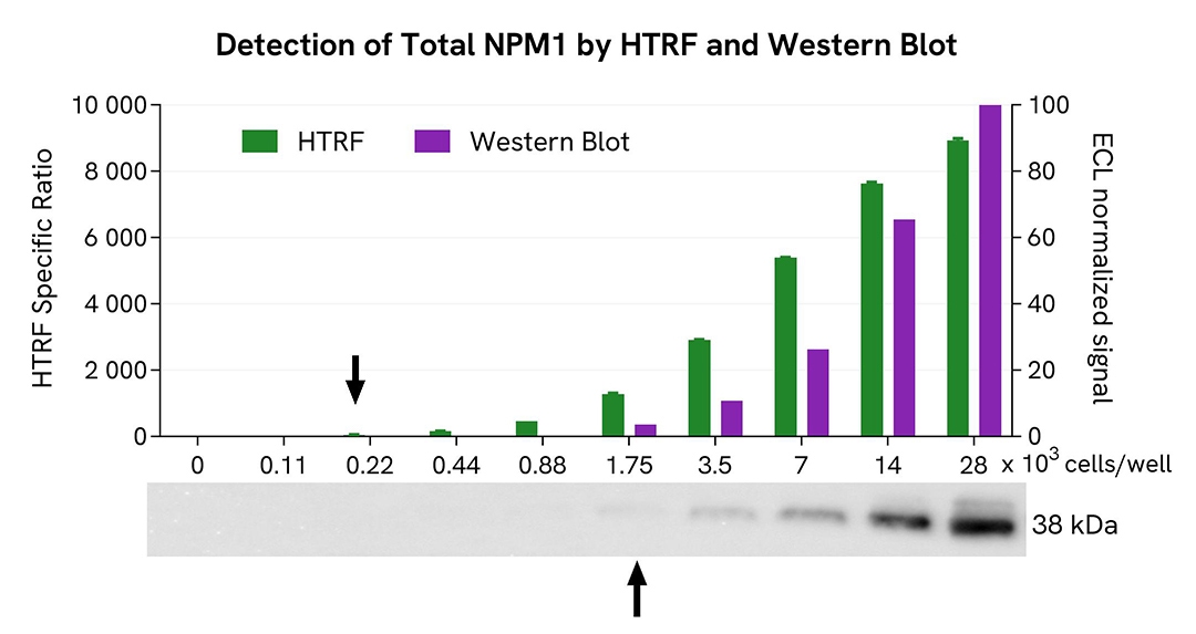 assay-validation-WB-NPM1-Total-64NPMTPEG-64NPMTPEH-64NPMTPEY.jpg