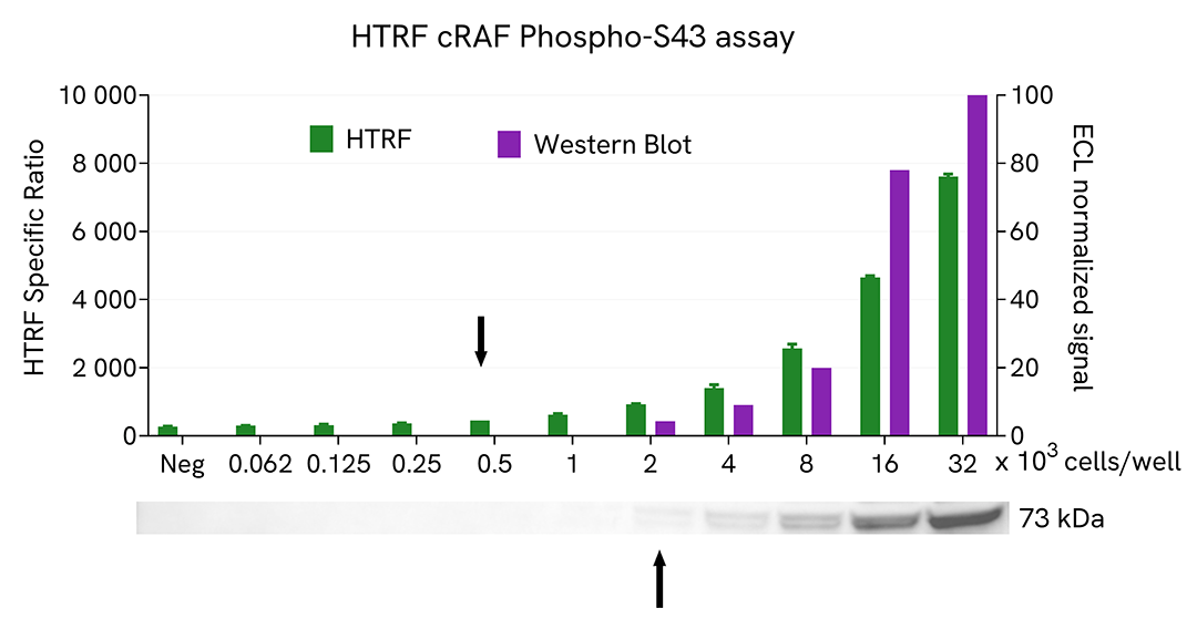 assay validation