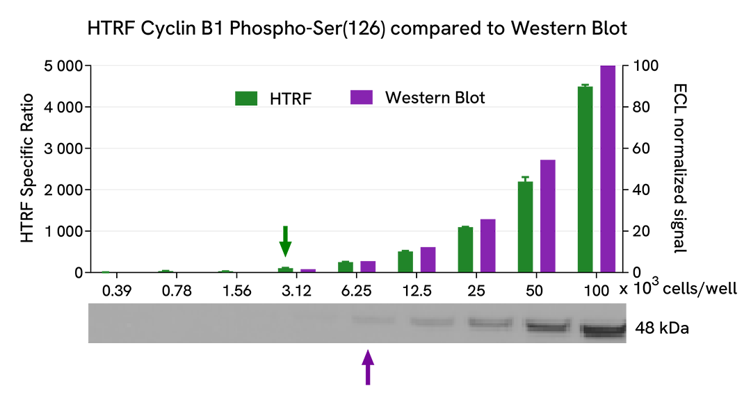 HTRF Cyclin B1 phospho-Ser126 assay compared to Western Blot