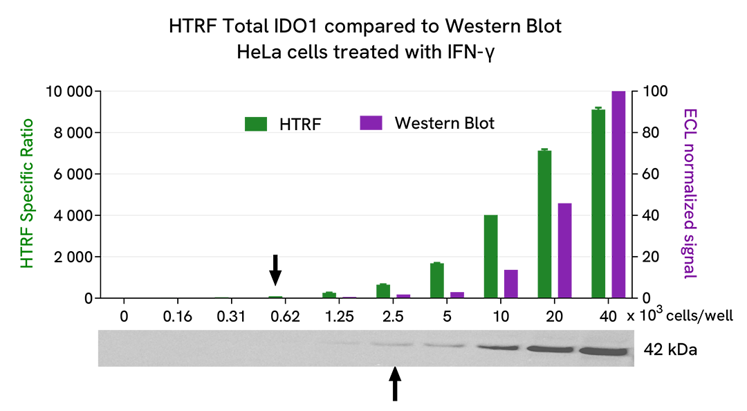 Comparison between HTRF and WB sensitivity on Total IDO1