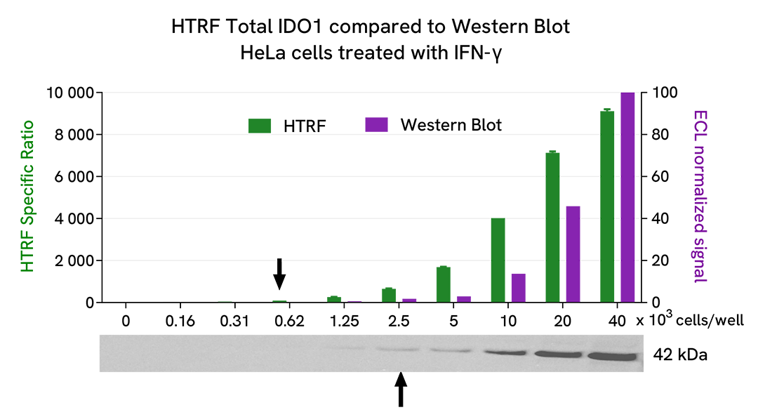 Comparison between HTRF and WB sensitivity on Total IDO1