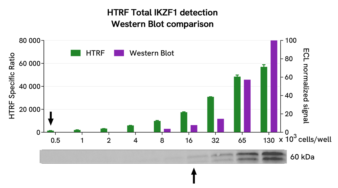 Comparison between HTRF and WB sensitivity on Total IKZF1