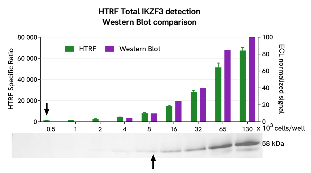 HTRF Total IKZF3 assay compared to Western Blot