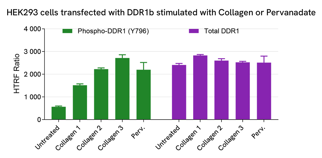 Pharmacological Validation (activator) of Phospho-DDR1 (Tyr796) 