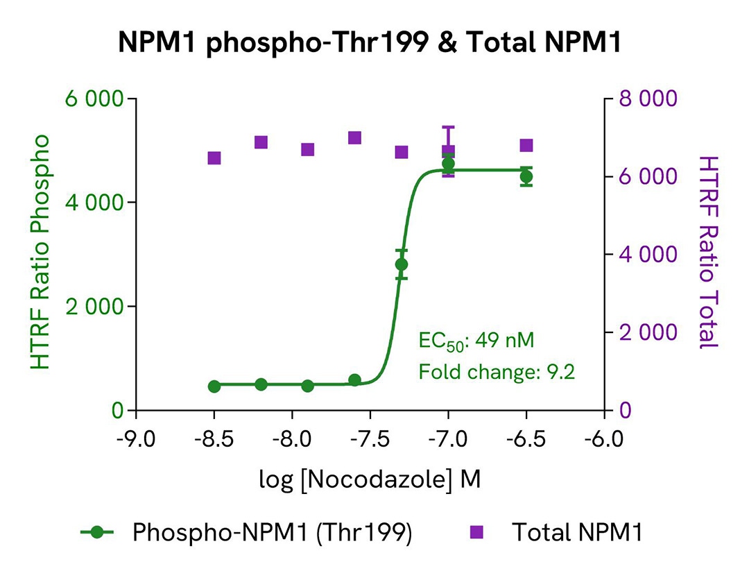 assay-validation-activator-nocodazole-NPM1-Total-64NPMTPEG-64NPMTPEH-64NPMTPEY.jpg