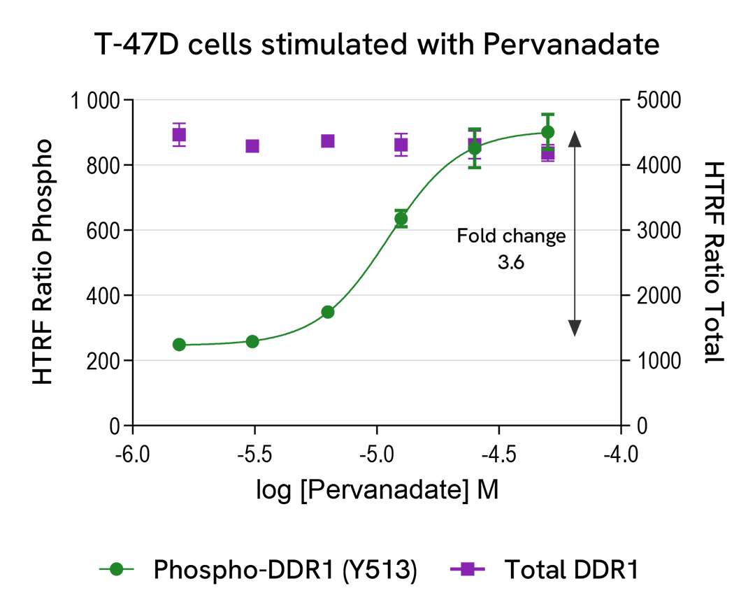 Pharmacological Validation (activator) of Phospho-DDR1 (Tyr513) 