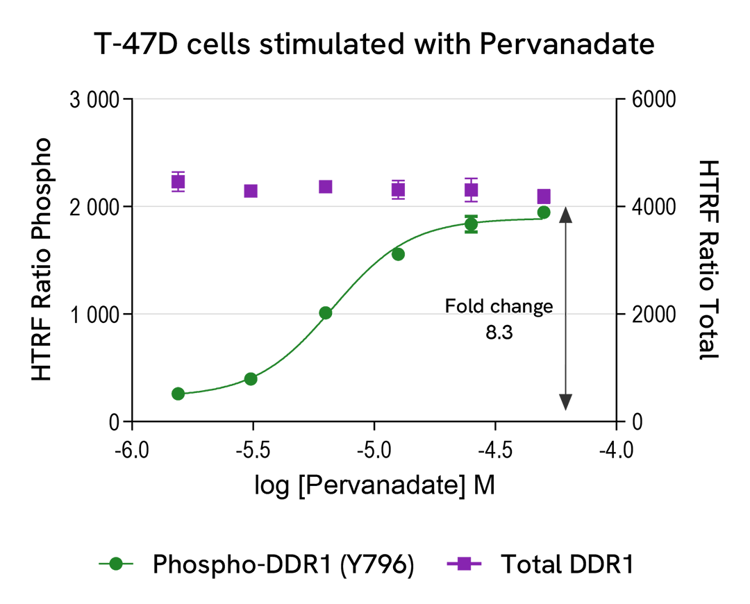 Pharmacological Validation (activator) of Phospho-DDR1 (Tyr796) 