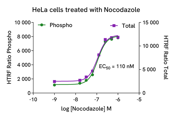 Pharmacological Validation (activator) of Phospho-Cyclin B1 (Ser126)