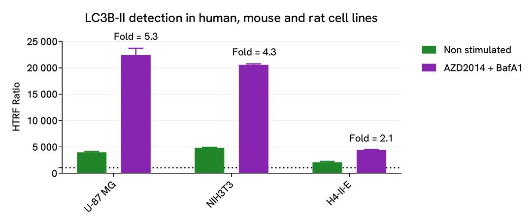 LC3B II assay versatility in human, mouse and rat cell lines