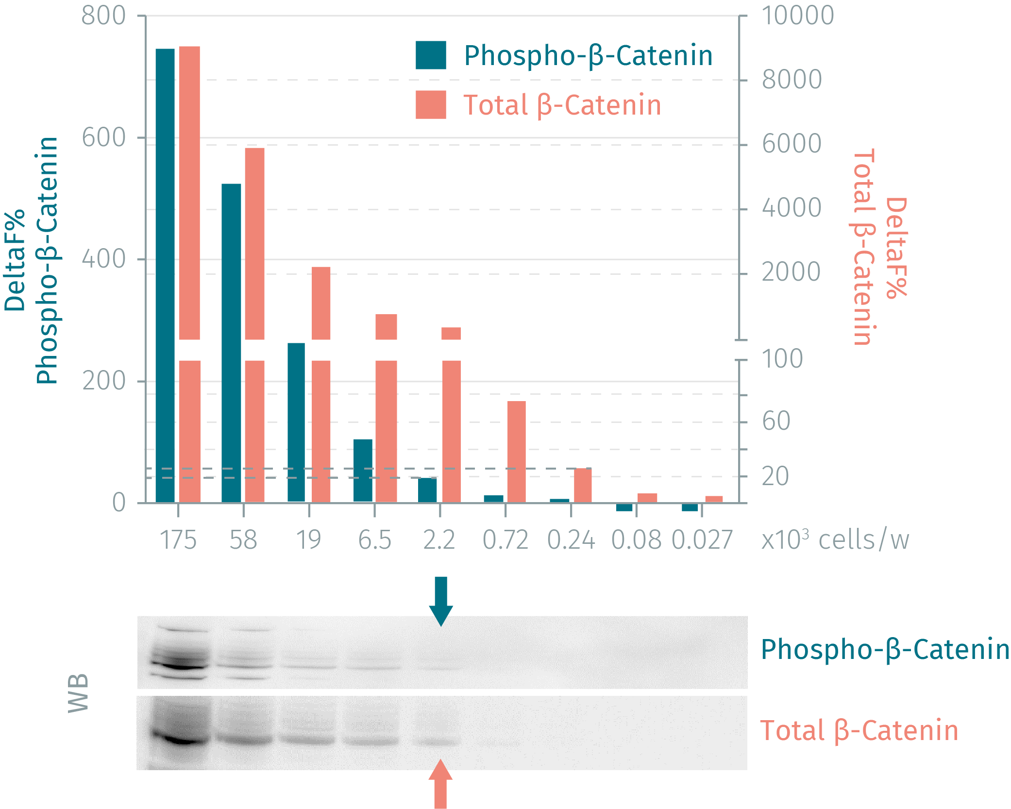 HTRF Human & Mouse Total β-Catenin Detection Kit, 500 Assay Points ...