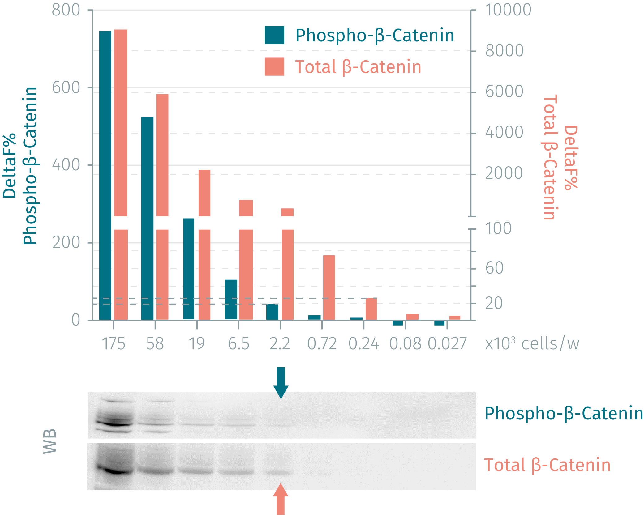 HTRF Human & Mouse Total β-Catenin Detection Kit, 500 Assay Points ...