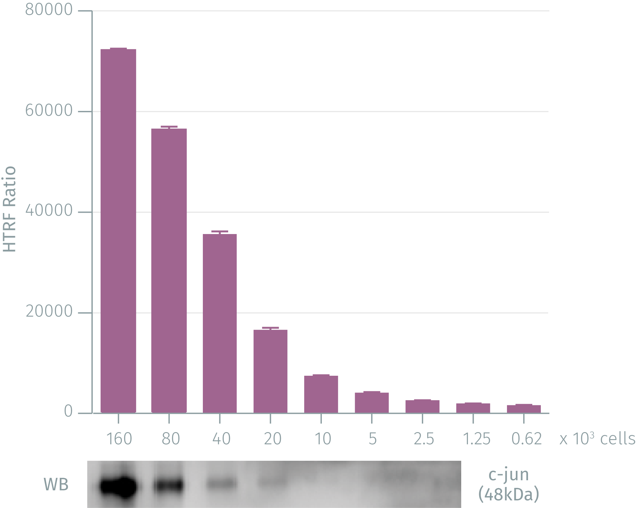assay-validation-c-jun-phospho-s63-1.png