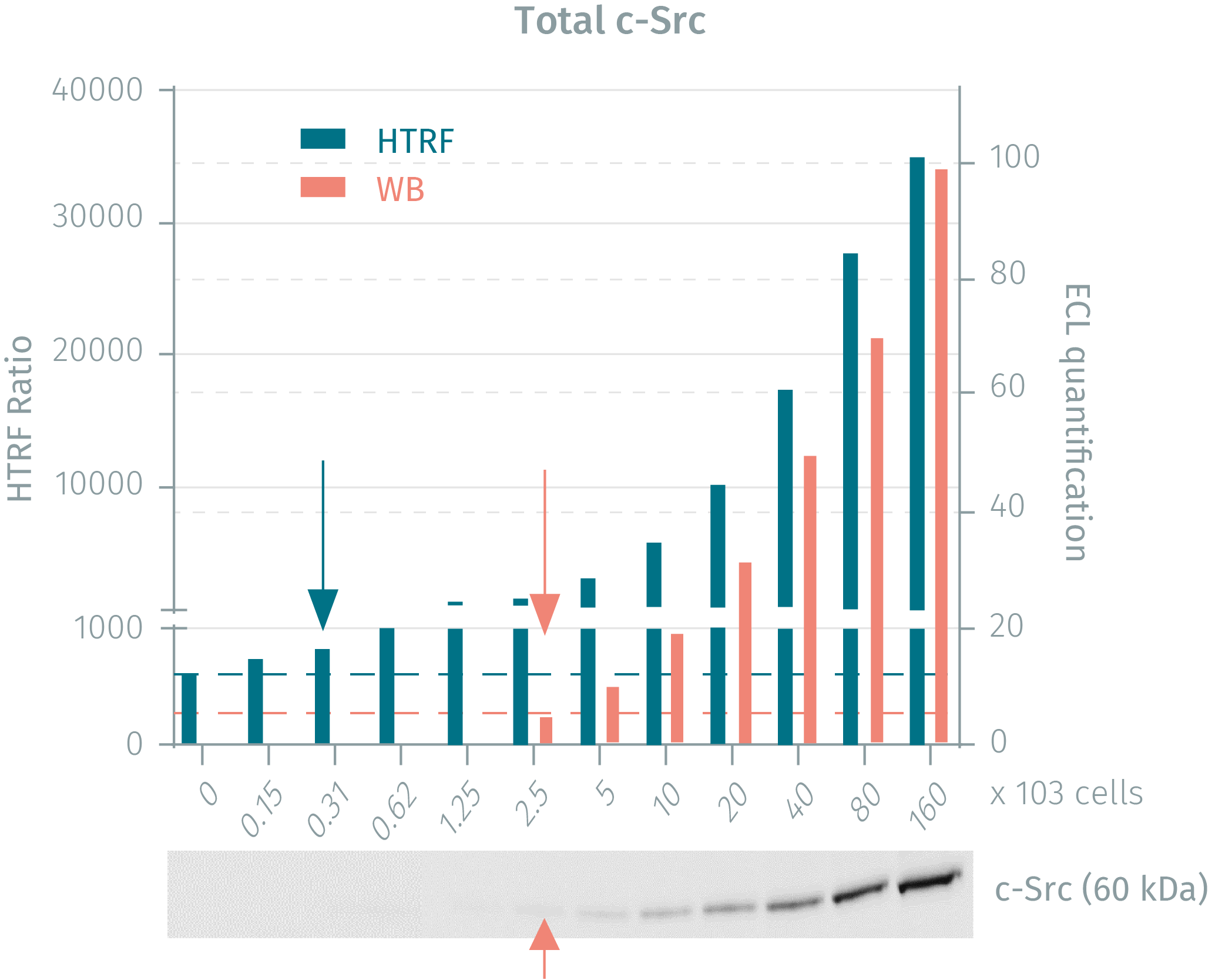 assay-validation-c-src-total-2