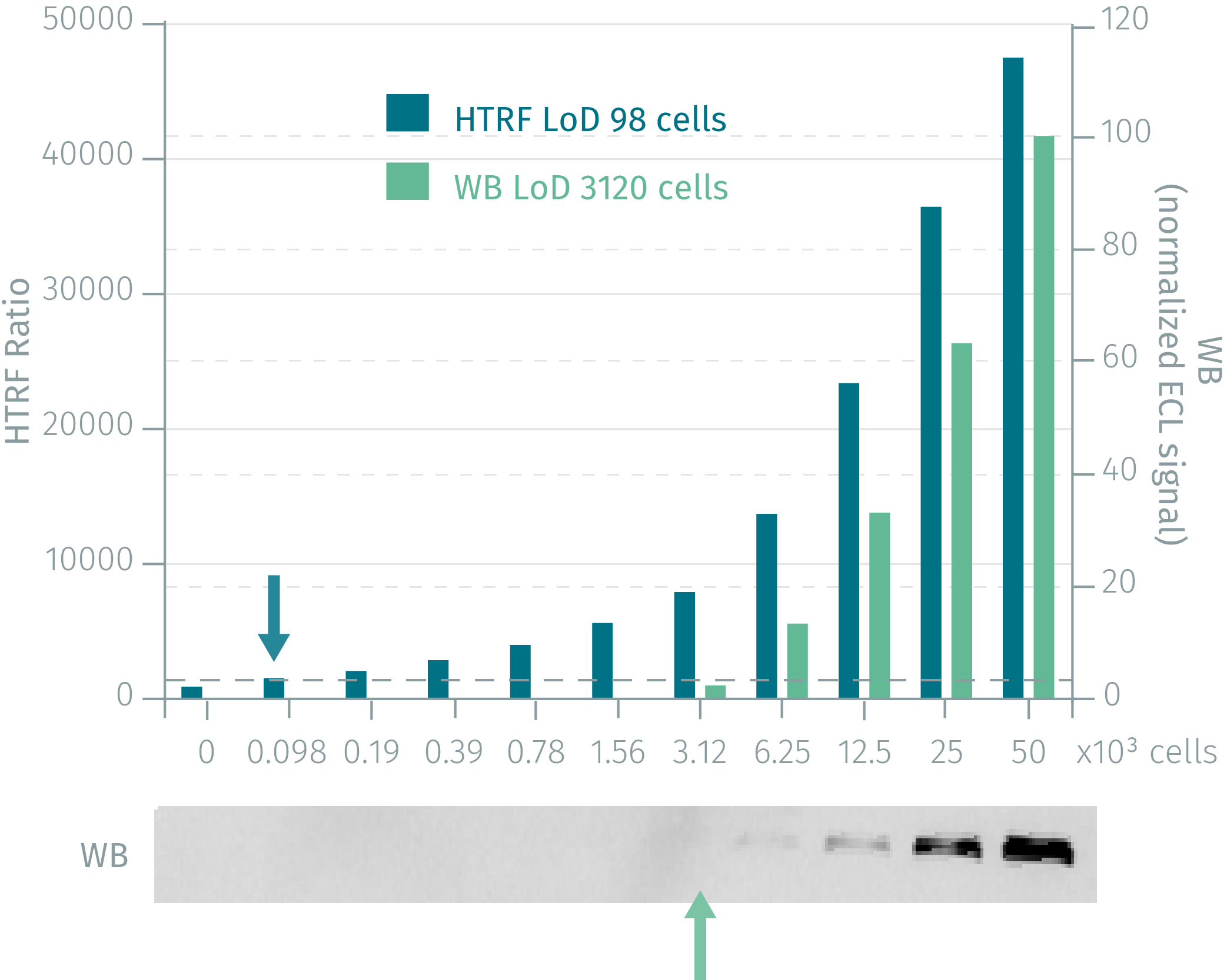 assay-validation-egfr-phospho-y1068