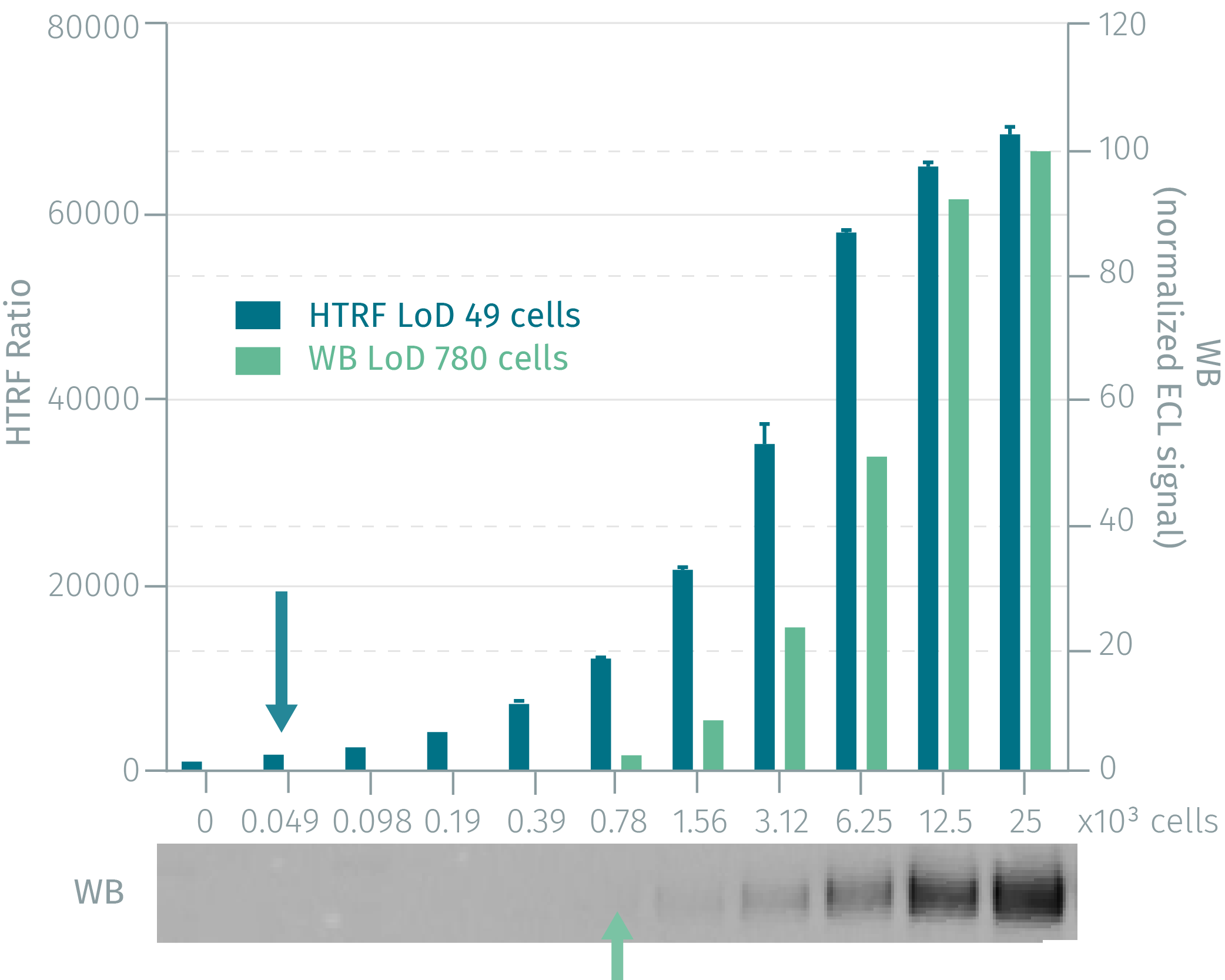 assay-validation-egfr-total-1