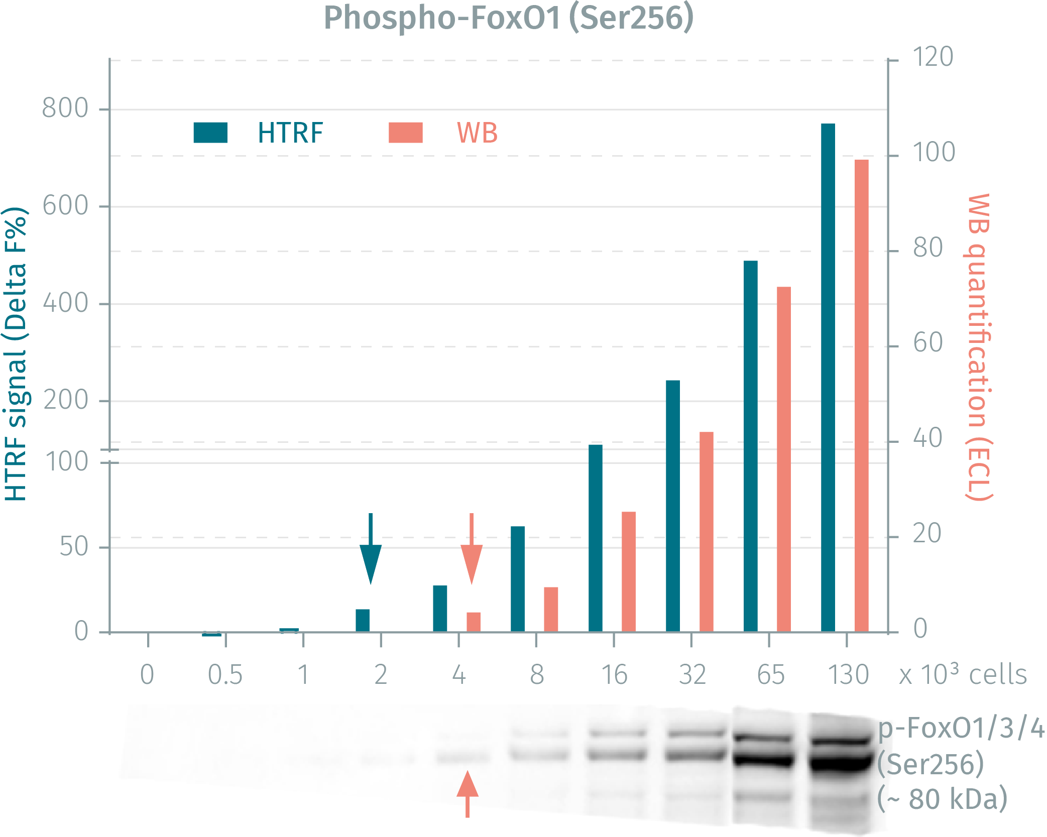 assay-validation-foxo1-total-7